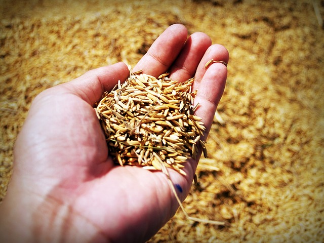 farmer holding wheat